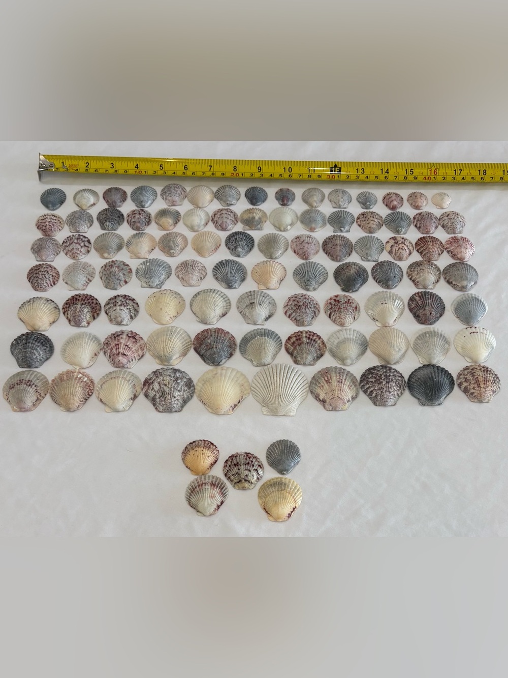 Coastal Scallop Shell Wall Art - Mixed Natural Tones
